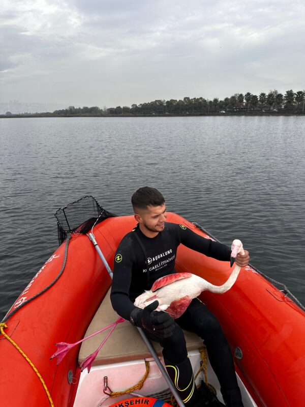 Kocaeli İtfaiyesi Yaralı Flamingoyu Kurtardı (5)