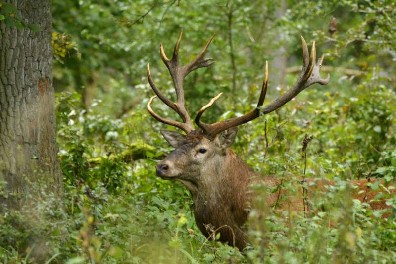 Beautiful,Bull,Deer,During,The,Rut